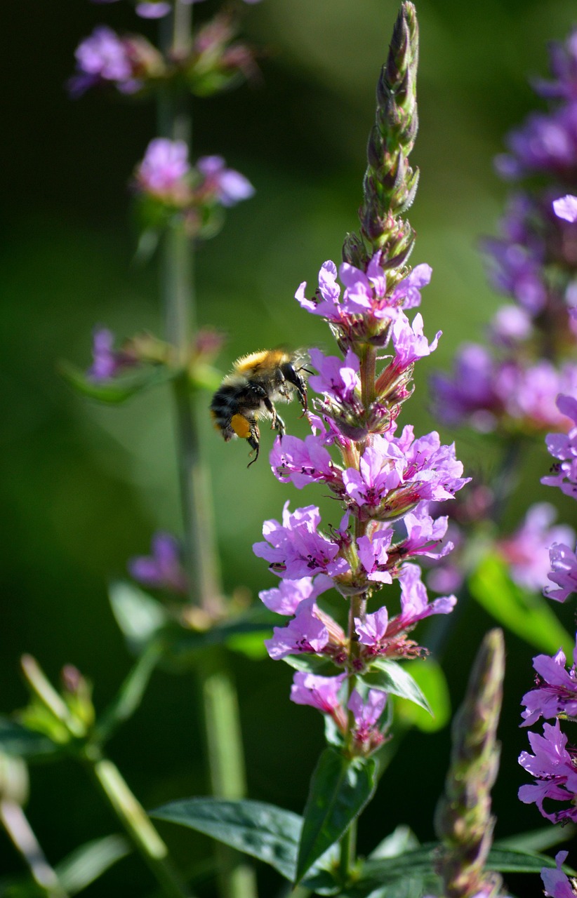 blutweiderich, hummel, insekt, biene, im anflug, blüten, lythrum virgatum, blütenblätter, pinkfarben, pflanze, lila blutweiderich, natur, gegenlicht, hd-wallpaper, hd-hintergrund, desktop-hintergründe, 4k-hintergrundbild, laptop-hintergrundbild, coole hintergründe, blumentapete, windows wallpaper, natur hintergrund, full-hd-hintergrundbild